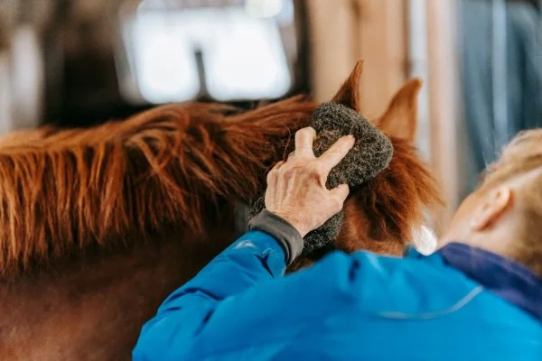 horse grooming stable
